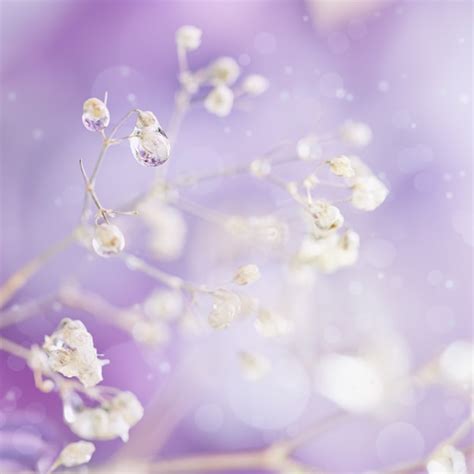 Light Purple Flower Images