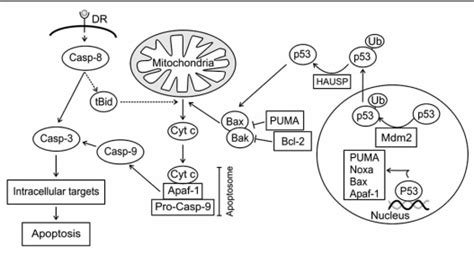 Apoptosis Signaling Pathways Apoptosis Can Be Induced Upon Activation