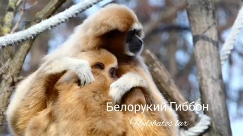 Гиббоны - YouTube