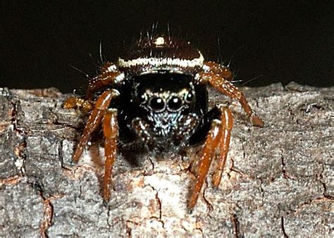 Jumping Spider Mimicry