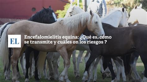 ENCEFALOMIELITIS EQUINA QUÉ ES CÓMO SE TRANSMITE Y CUÁLES SON LOS