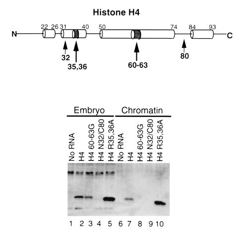 Functional Domains For Assembly Of Histones H3 And H4 Into The