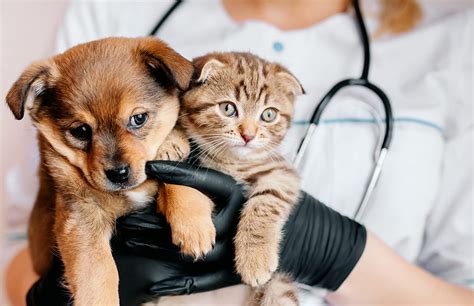 Wellness Exams Dupont Veterinary Clinic Washington Dc