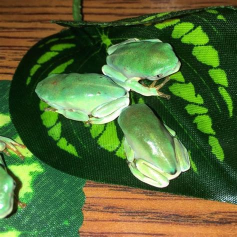 Cb24 Giant Waxy Monkey Tree Frogs By Caw Exotics
