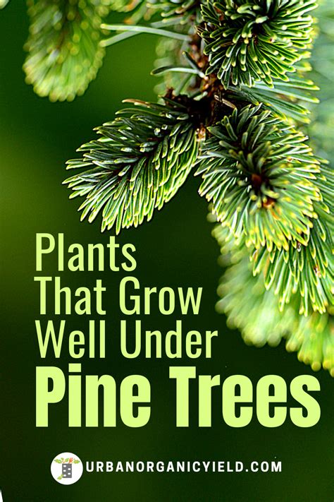 17 Best Plants That Grow Under Pine Trees Artofit