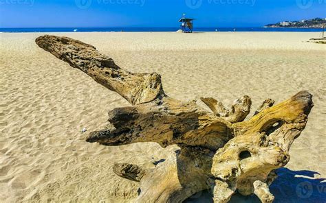 Beautiful Pacific Beach With Washed Up Tree Trunk Wood Mexico