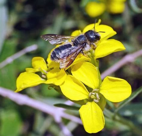 Imagen gratis Abeja alas insecto flor polen polinización