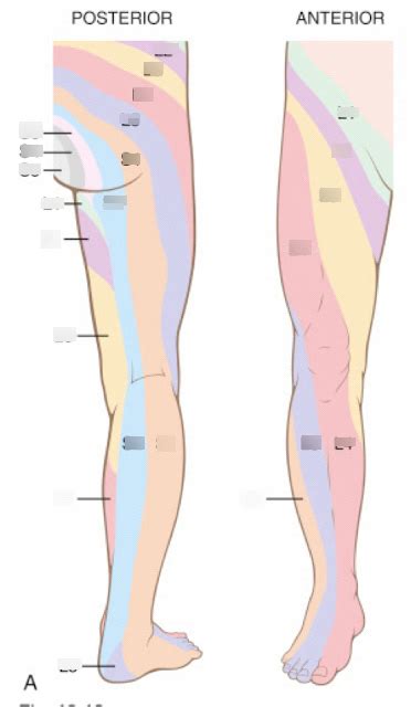 Dermatomes Of Legs By Spine Origin Diagram Quizlet