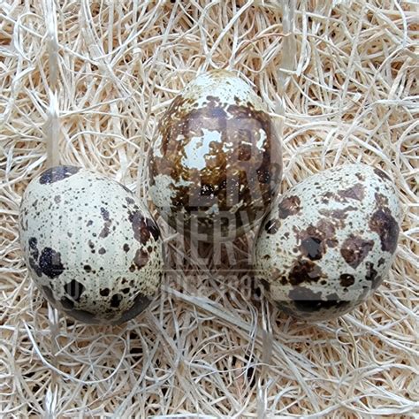 Assorted Jumbo Coturnix Quail Hatching Eggs