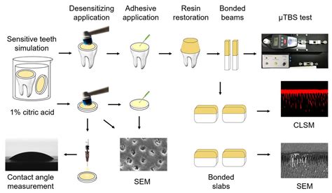 Materials Free Full Text Bonding Performance Of Universal Adhesives