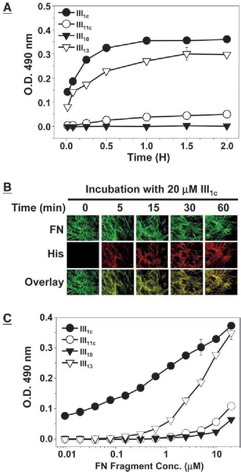 Figure 1 from Stimulation of extracellular matrix remodeling by the first type III repeat in ...