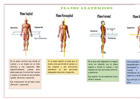 Sumario Anatomía planos anatómicos términos de dirección y cavidades