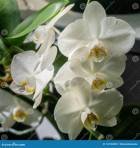 Luxurious Branch Of White Phalaenopsis Orchid Flower Phalaenopsis