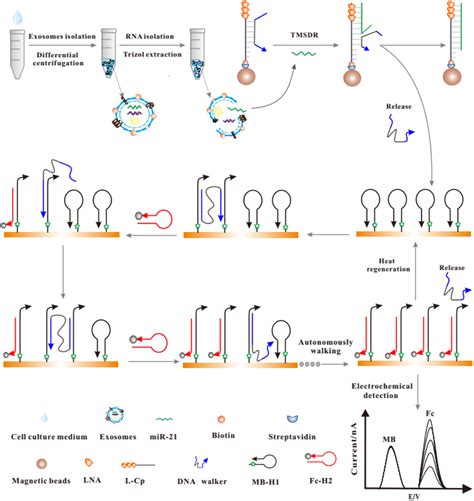 A Ratiometric Electrochemical Biosensor For The Exosomal Micrornas