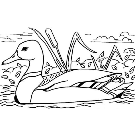 Dessins Gratuits Colorier Coloriage Canards Imprimer