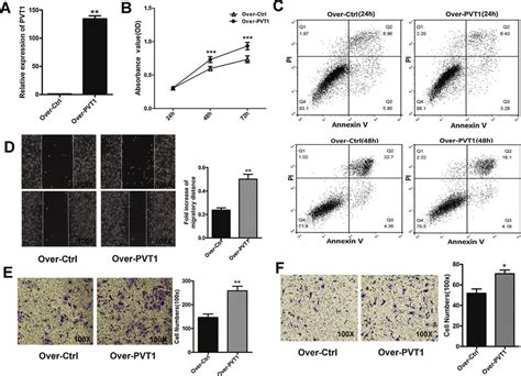 Effect Of Pvt1 Overexpression On Proliferation Apoptosis Migration