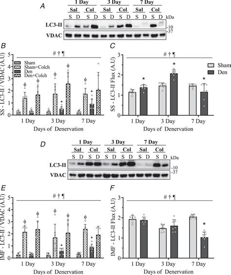 Timedependent Changes In Autophagy Mitophagy And Lysosomes In