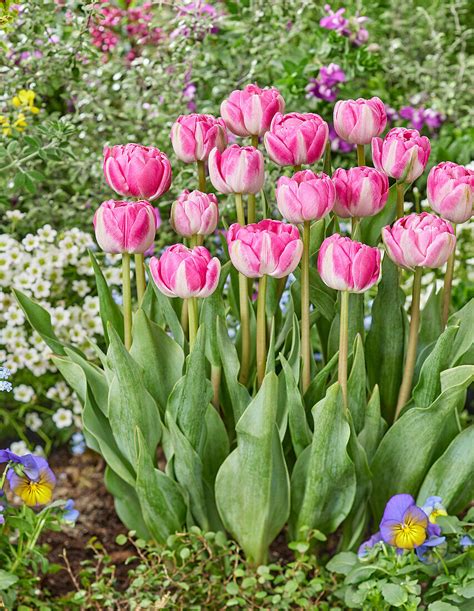 Tulpe Tulipa ‘vogue Bild Kaufen 13691442 Gartenbildagentur