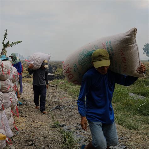 How Global Rice Farming Is Being Transformed By Climate Change The