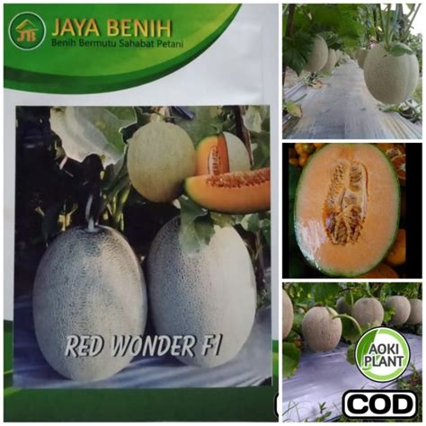 Jual Bibit Benih Biji Buah Melon Oreng Manis Daging Tebal Shopee