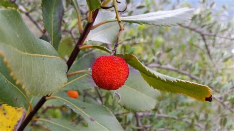 Premium Photo Close Up Of Lychee On Tree