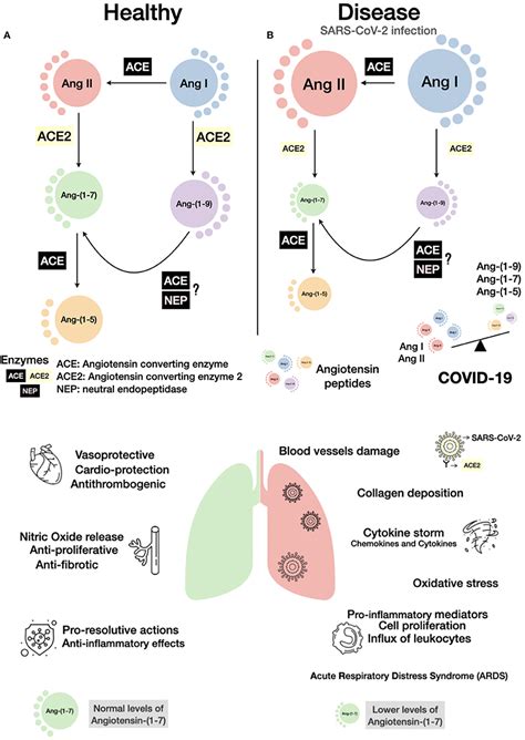 Frontiers Activation Of Ang Mas Receptor Is A Possible Strategy