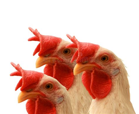 Hen stock image. Image of fauna, closeup, chicken, farm - 29319427