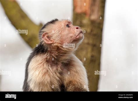 The capuchin monkey is looking upwards Stock Photo - Alamy