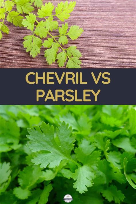 Chervil vs Parsley: Whats the Difference?