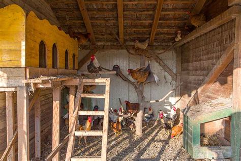 Spring Chicken Checklist Preparing Your Flock For The Season