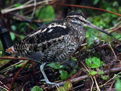 Wood Snipe Ebird