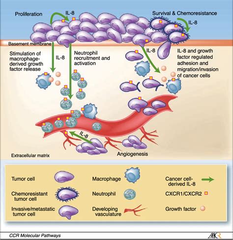 PDF The Interleukin 8 Pathway In Cancer Semantic Scholar