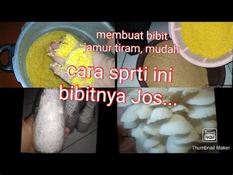 Cara Membuat Bibit Jamur Tiram YouTube