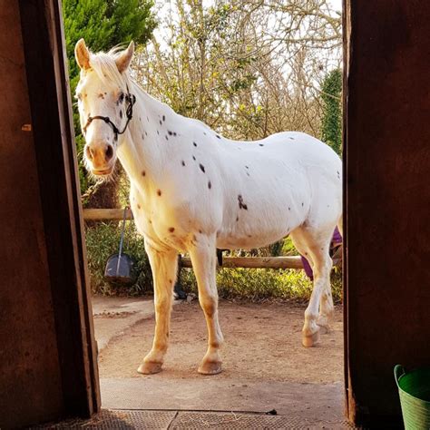 Appaloosa Facts And Information Viovet