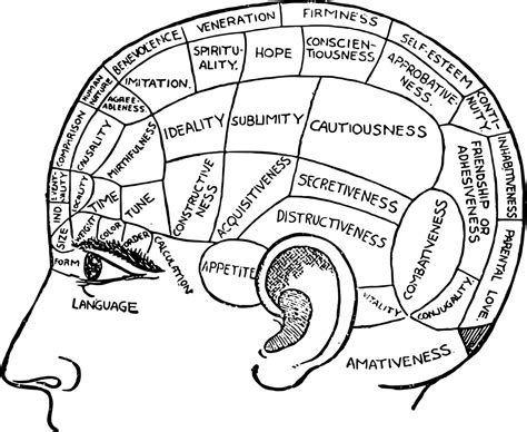 Brain Anatomy Basics - The World of Work Project