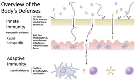 Chapter 16 Adaptive Immunity Flashcards Quizlet