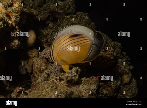 Fish Swimming In The Red Sea Colorful Fish Eilat Israel Stock Photo