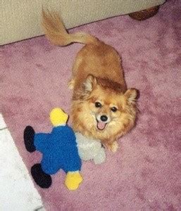 Dachshund/Pomeranian Mix Photos | ThriftyFun