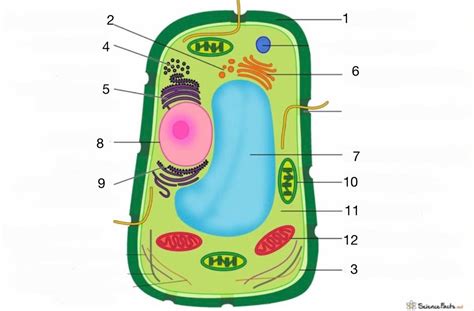 Partes C Lula Vegetal Diagram Quizlet