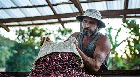 Maior Produtor De Café Do Mundo Brasil Possui 12 Indicações