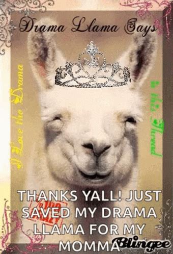 Drama Llama GIF - Drama Llama Dramallama - Discover & Share GIFs