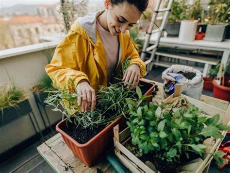 Sono Solo Queste Le Piante Migliori Per Il Balcone Acquistale Ora E