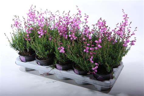 Daboecia Cantabrica Irish Princess Plant Wholesale FlorAccess