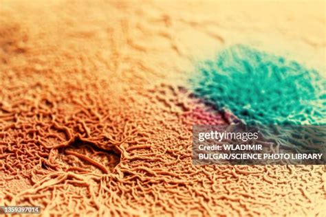 Spore Microscope Photos And Premium High Res Pictures Getty Images