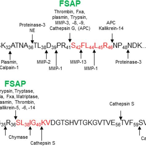 Cleavage Sites For Fsap In Par And In Comparison To Other