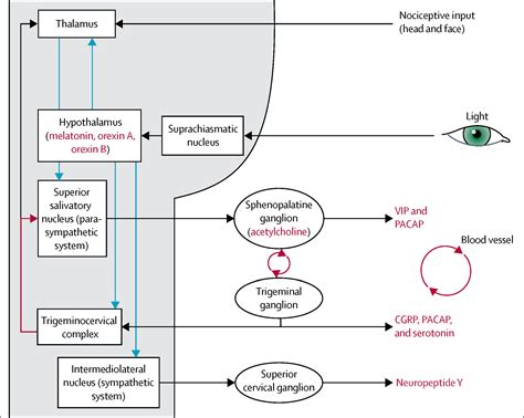 Diagnosis Pathophysiology And Management Of Cluster Headache The