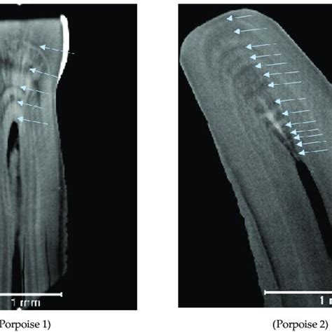 Figure A3. Porpoise 1 and Porpoise 2. Visualizations of 2D slices of ...