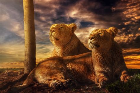 K Big Cats Lions Sunrises And Sunsets Lioness Two Hdr Hd