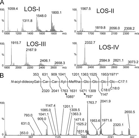 Mass Spectrometry Analysis Of Los A Maldi Ms Spectra Of Permethylated