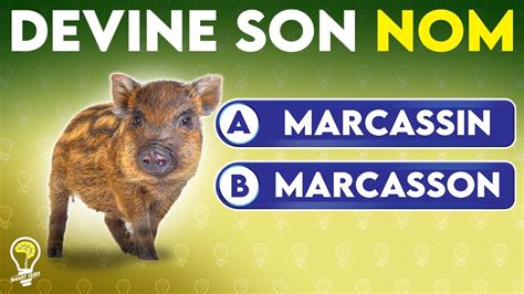 DEVINE les NOMS des bébés ANIMAUX QUIZ Animalier de 40 petits d